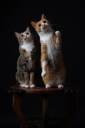 凳子上的两只可爱猫咪萌宠图片