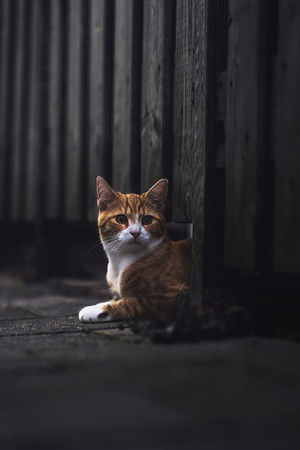角落里的橘猫萌宠高清图片