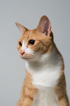 大橘橘猫宠物猫高清图片