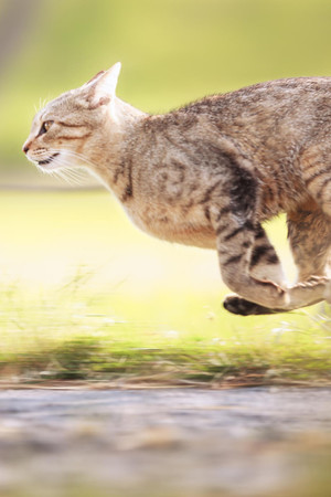 狸花猫奔跑动作高清摄影图片
