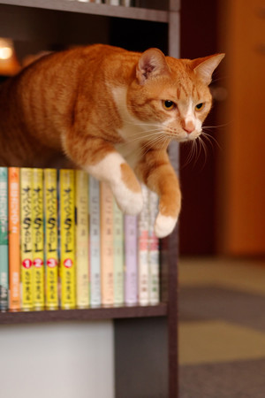 书架上的橘猫可爱宠物猫咪图片