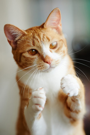 抬起前爪的橘貓寵物喵咪攝影圖片