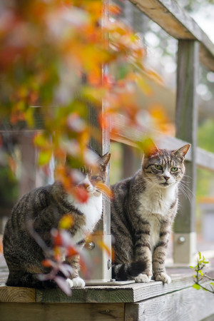 院子里的兩只貍花貓寵物貓圖片