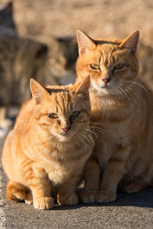 两只晒太阳的橘猫宠物猫图片