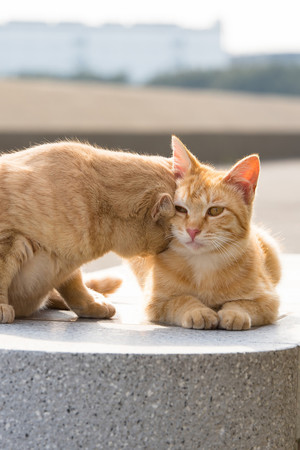 可爱小猫咪贴贴宠物橘猫摄影图片