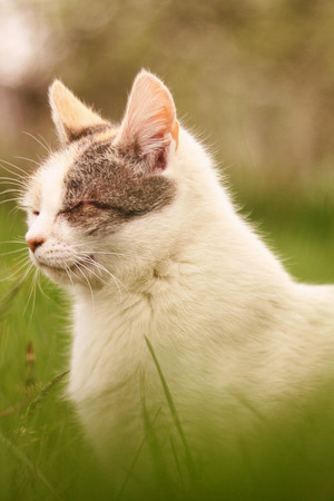 草丛里闭着眼睛的喵咪宠物摄影图片