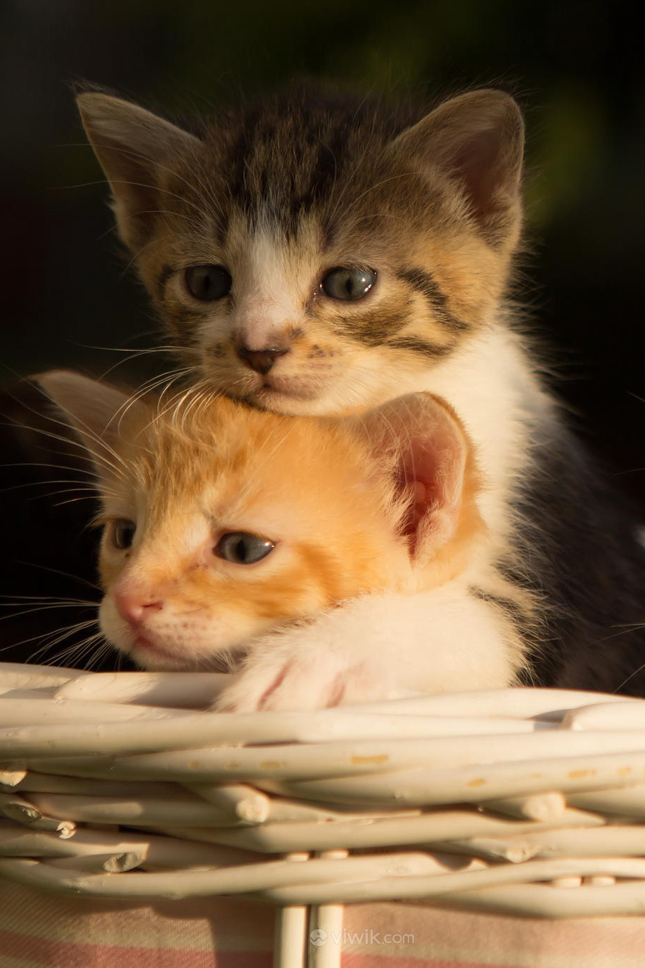 叠猫猫两只可爱的小奶猫摄影图片