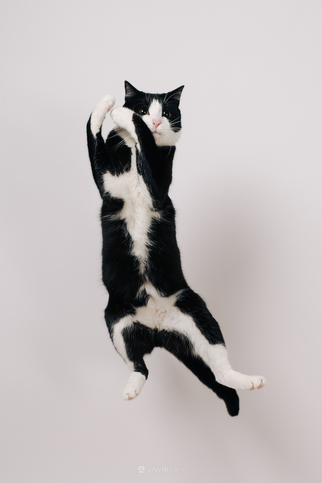 Cats Jump Play - Free photo on Pixabay - Pixabay