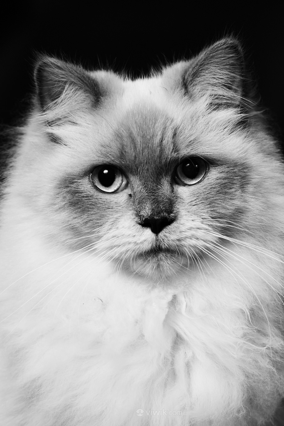 萌宠长毛猫黑白摄影图片