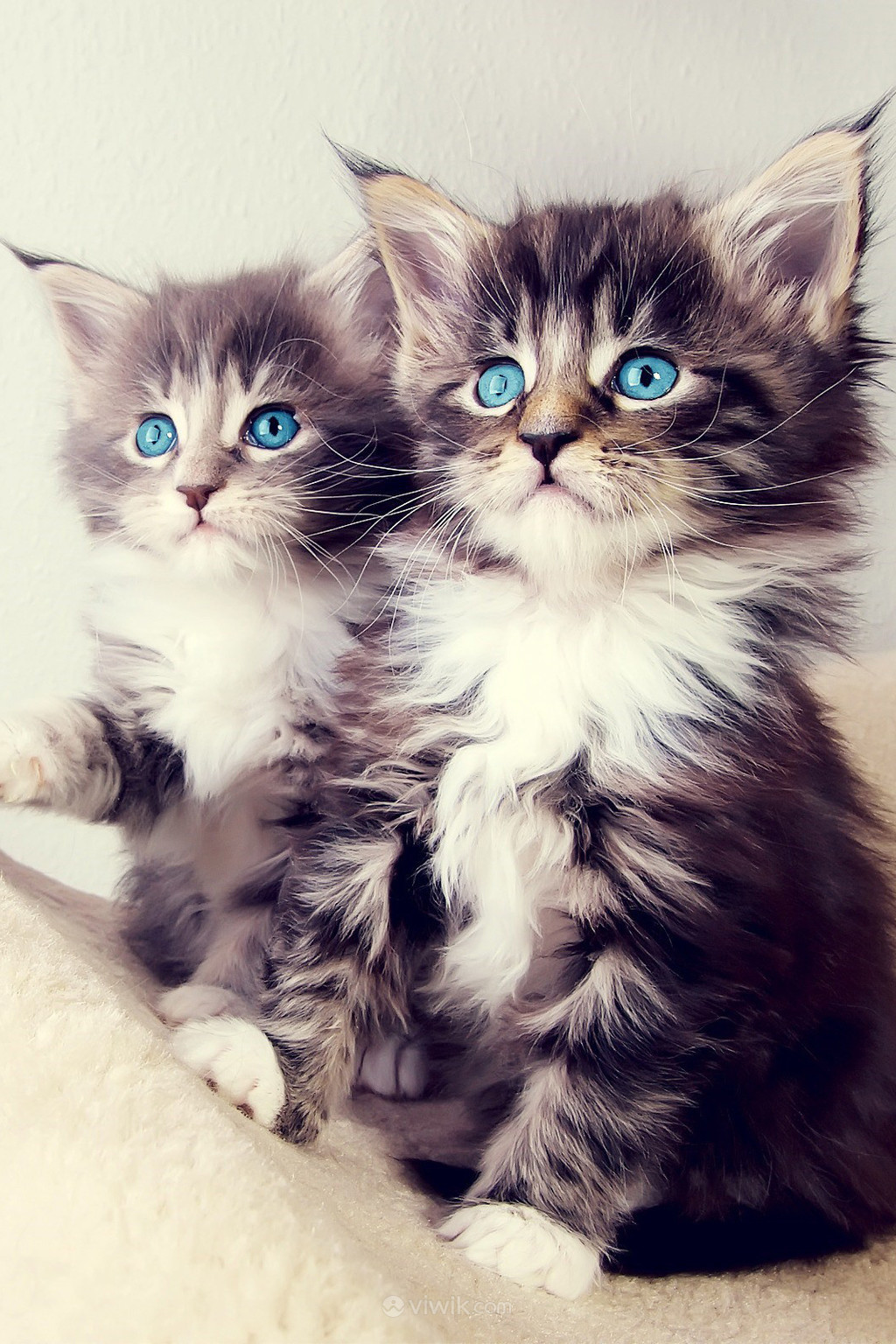 两只蓝眼睛长毛猫萌宠图片