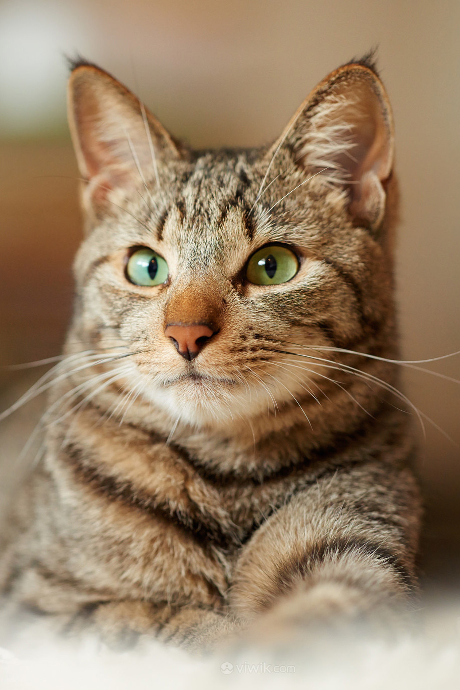 绿眼睛的狸花猫宠物猫图片