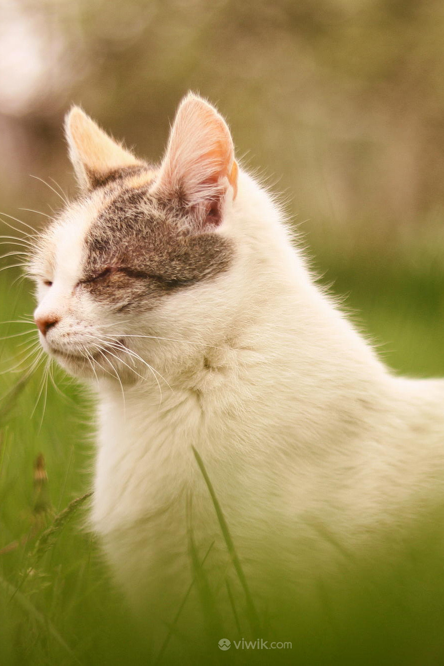 草丛里闭着眼睛的喵咪宠物摄影图片