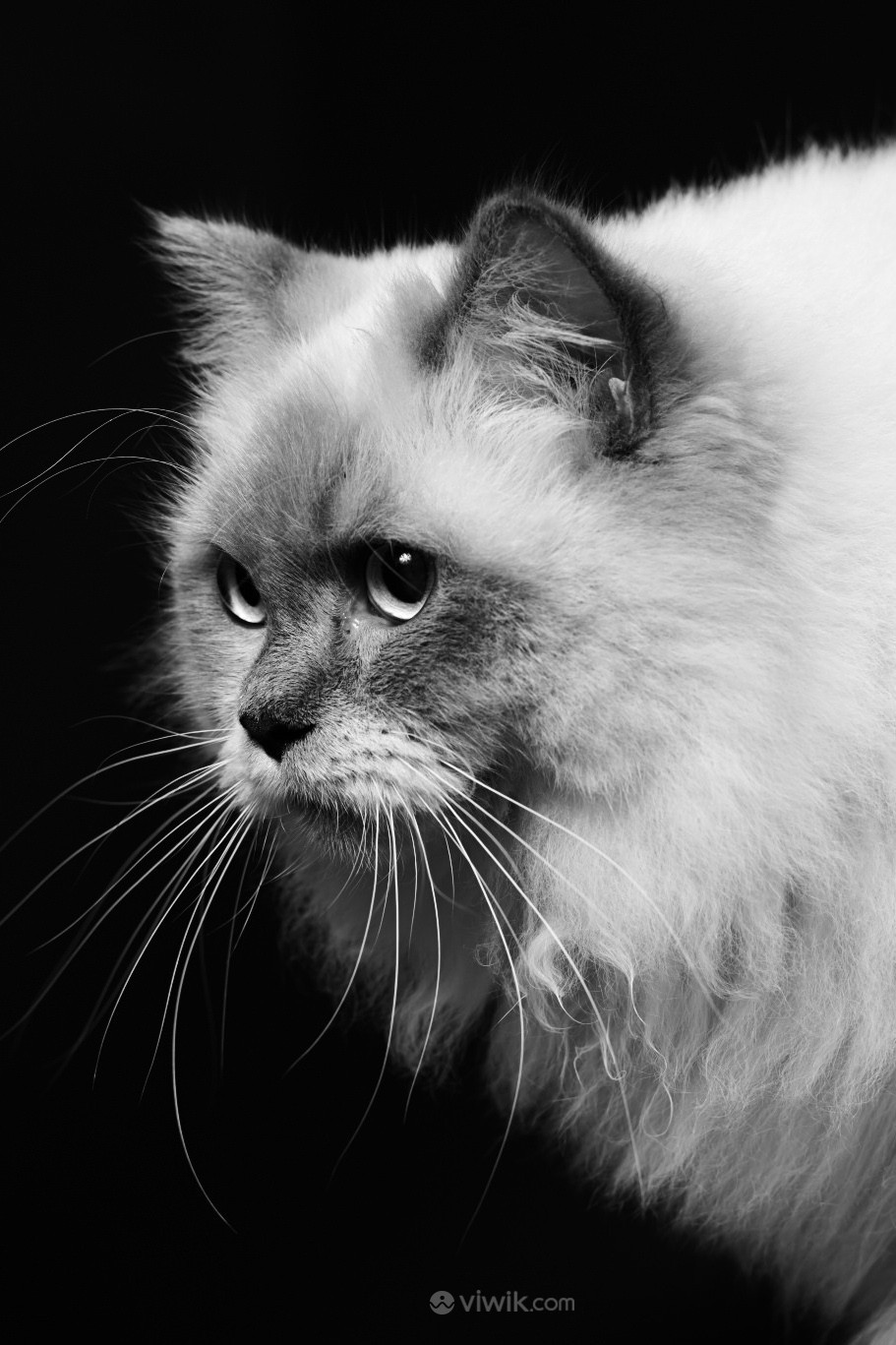 长毛猫萌宠毛茸茸小动物黑白摄影图片