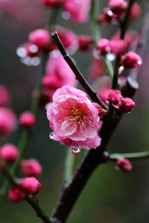 高清鲜花花卉雨后梅花图片