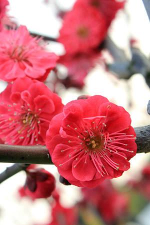 鲜花花卉红梅高清摄影图片