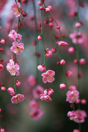 鲜花花卉摄影垂枝梅花图片
