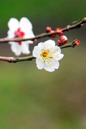 鲜花花卉白梅高清摄影图片