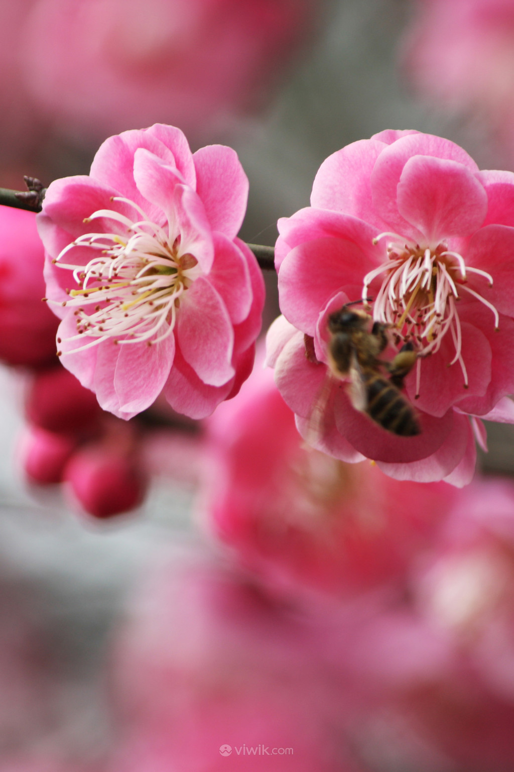 花卉高清摄影红梅图片