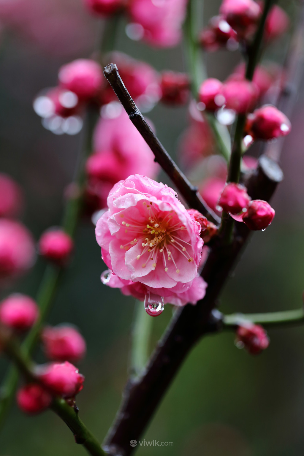 高清鲜花花卉雨后梅花图片