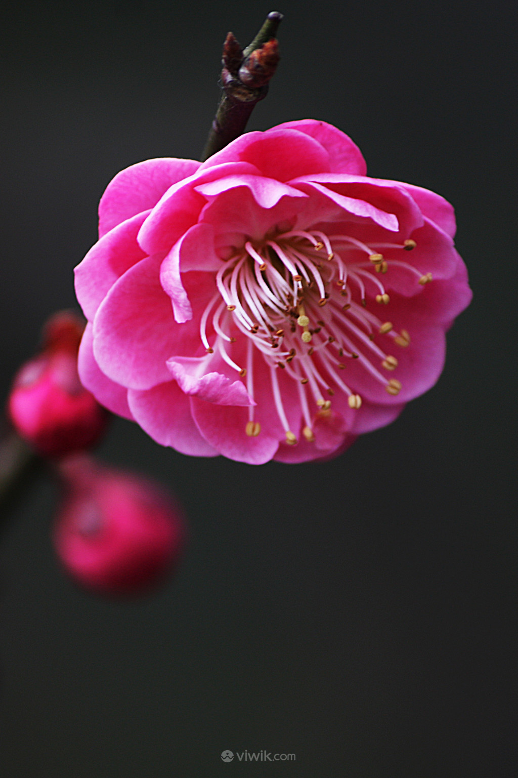 一枝红梅花卉摄影图片