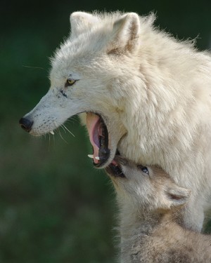 打哈气的野生白狼图片