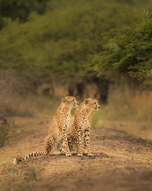 一对猎豹站在小土坡上动物摄影图片下载