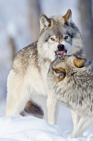 野生兇狠對峙的狼圖片