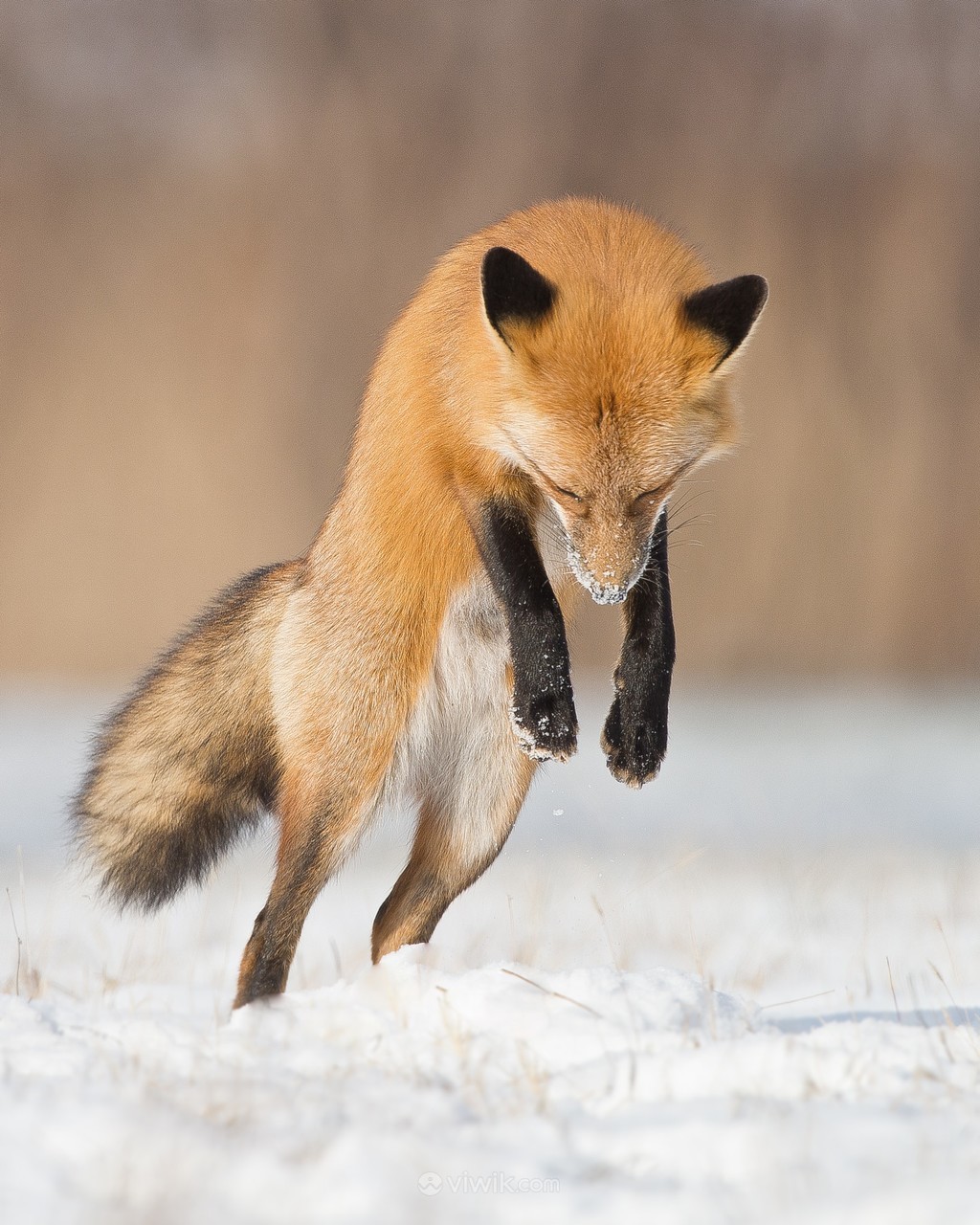 跳跃起来的野生红狐唯美户外动物风景图片