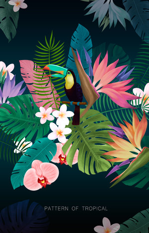 大嘴鸟热带植物鲜花夏日海报素材