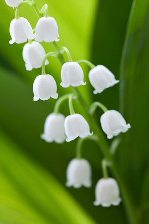铃兰花花卉植物高清摄影图片