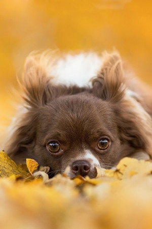 趴在落叶上的宠物狗狗图片