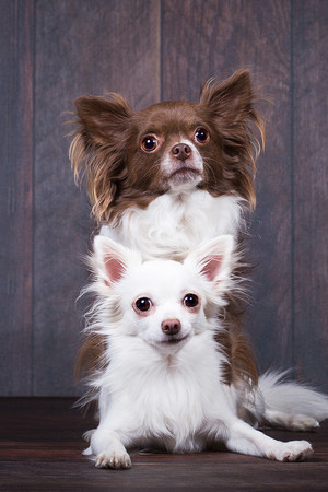 两只可爱狗狗高清摄影图片