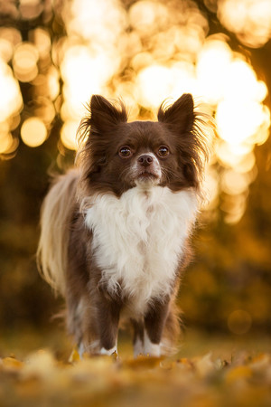 秋季宠物狗狗高清摄影图片