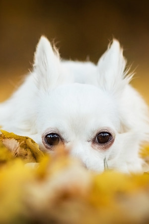 趴在落叶上的白色宠物狗狗图片