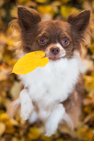 叼着一片落叶的宠物狗狗图片