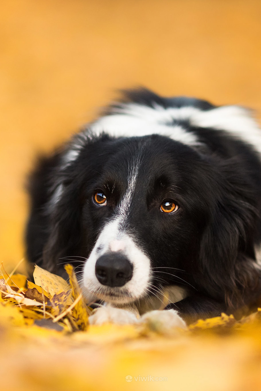 趴在金色落叶上的狗狗图片