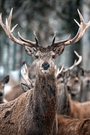 雪天的鹿群野生动物图片