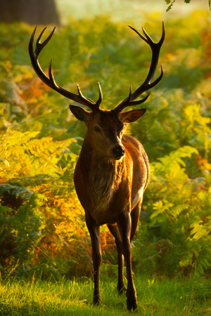 秋季的暖阳洒在鹿的身上野生保护动物图片