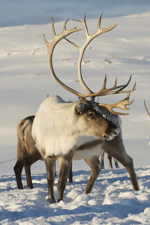 野生保护动物雪原上的鹿的图片