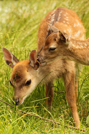 草地上的两只小鹿野生动物图片