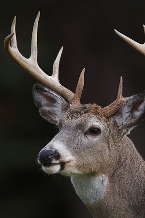 鹿头部特写野生保护动物图片