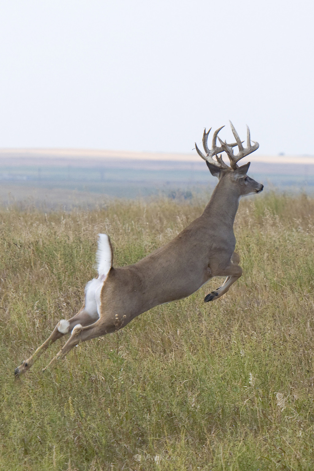 奔跑跳跃的鹿野生保护动物图片