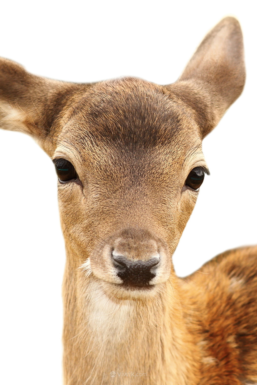 怼脸拍摄鹿脸野生保护动物图片