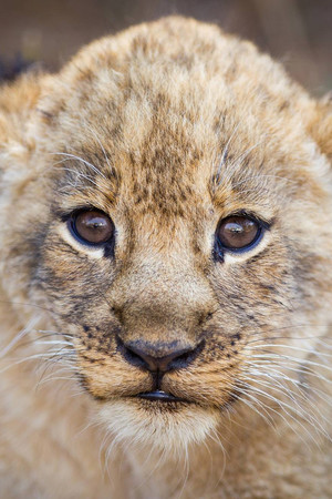 狮子幼崽面部特写唯美野生动物图片