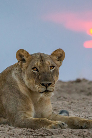 狮子面部高清摄影唯美野生动物图片