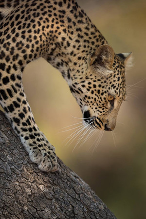 树上的豹子面部高清摄影唯美野生动物图片