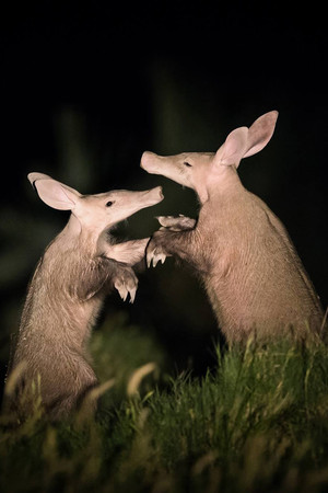 夜晚两只打架的狐獴唯美野生动物图片