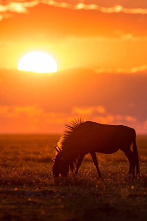 日出草原上的小马驹唯美野生动物图片
