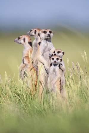 一群双腿站立的狐獴唯美野生动物图片