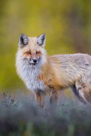 狐狸特写唯美野生动物图片